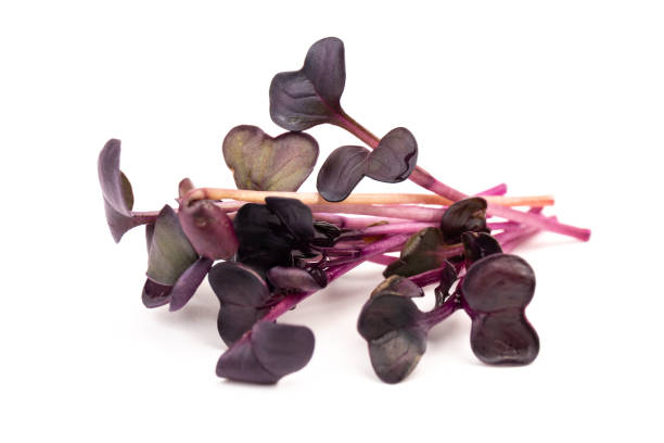 istock Fresh purple radish sprouts isolated on white. Microgreens. 1372746628