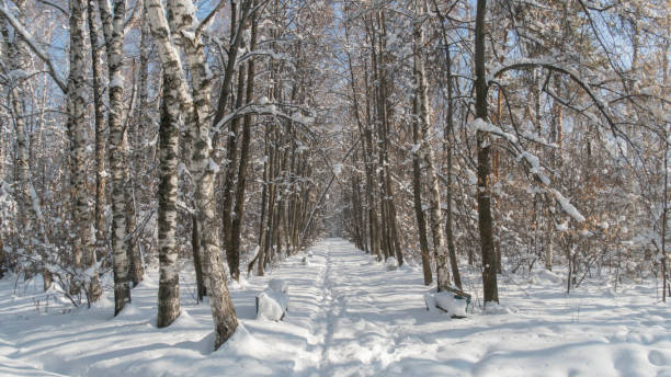 istock old abandoned forest. spooky forest on a winter day 1372746639