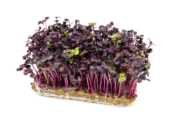 istock Fresh purple radish sprouts isolated on white. Microgreens. 1372746673