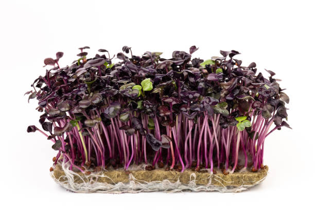 istock Fresh purple radish sprouts isolated on white. Microgreens. 1372746721