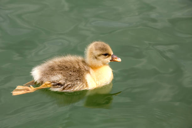 Crowded place. Lake in a picturesque place. Duck with ducklings on the water surface of the lake.