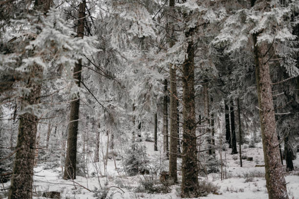 istock snow day in the Black Forest 1372751298