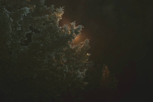 istock Large Oak Tree at Night in Cambridgeshire, UK 1372751414