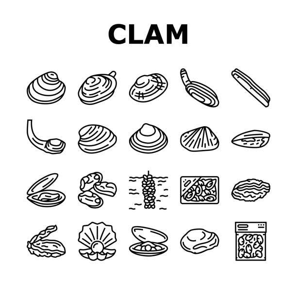 illustrazioni stock, clip art, cartoni animati e icone di tendenza di clam marine sea farm nutrizione icone set vettoriale - clam