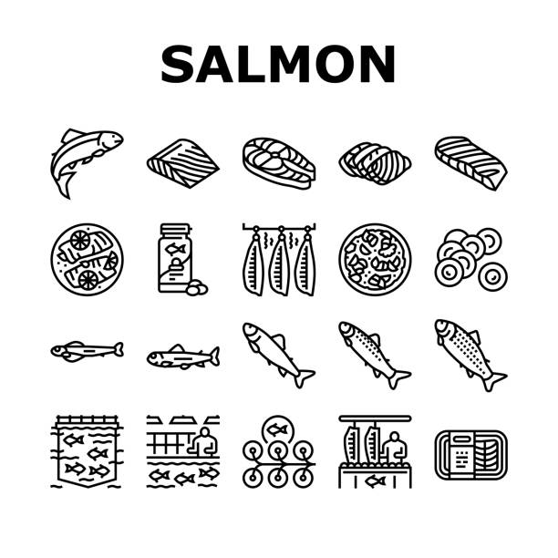 Salmon Fish Delicious Seafood Icons Set Vector Salmon Fish Delicious Seafood Icons Set Vector. Sashimi And Salmon Fillet Steak, Fresh And Cooked Dish Sea Food, Caviar And Oil Line. Plant Processing And Farming Black Contour Illustrations hatchery stock illustrations