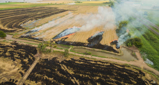 istock burn rice fields, aerial view from flying drone of Field rice, Forest fires 1372751830