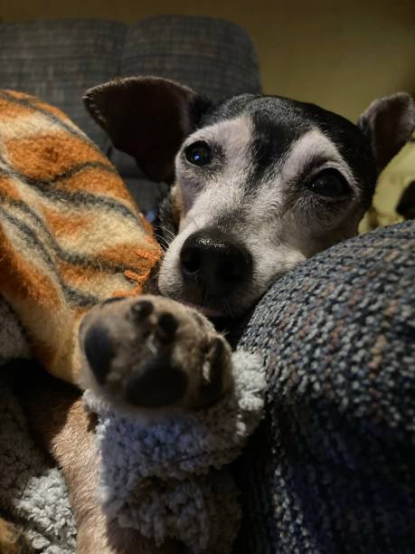 istock Cute senior dog relaxing. 1372752170