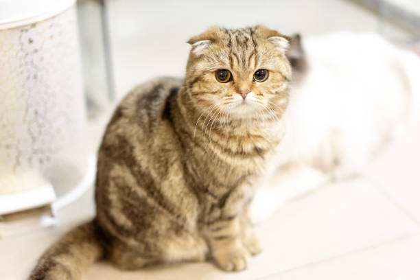 istock An adorable British short-haired golden kitten 1372752204