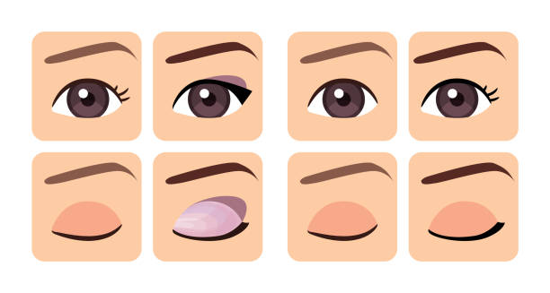 Eye and Eyebrow Make Up. Before After. Set of Icons. Open and Closed eye. Applying Cosmetics. Eye Shadow Pencil and Liner. Flat Color Cartoon style. White background. Vector Image for Beauty design. Eye and Eyebrow Make Up. Before After. Set of Icons. Open and Closed eye. Applying Cosmetics. Eye Shadow Pencil and Liner. Flat Color Cartoon style. White background. Vector Image for Beauty design. permanent makeup before and after stock illustrations