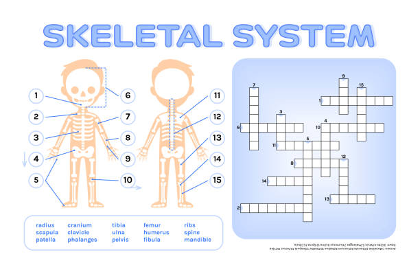 Free Human Skull And Bone Clipart In AI SVG EPS Or PSD Page 13