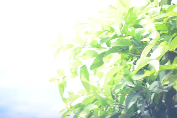 Clear sky with green leaves, for background or quote