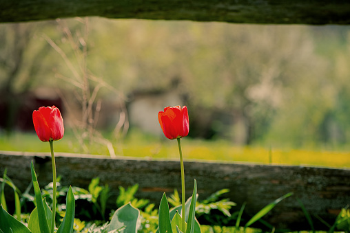 Two red tulips in the garden. Spring season.