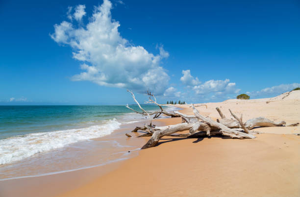 Old tree on a beach in Mozambique