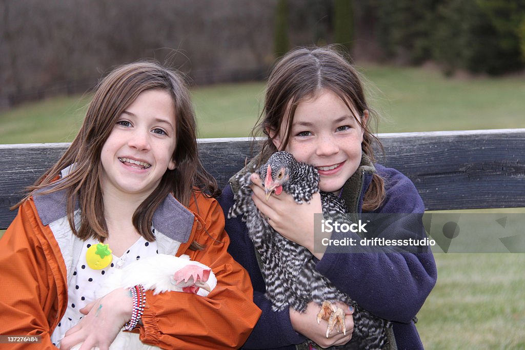 Variedad de pollos con las niñas - Foto de stock de Agarrar libre de derechos