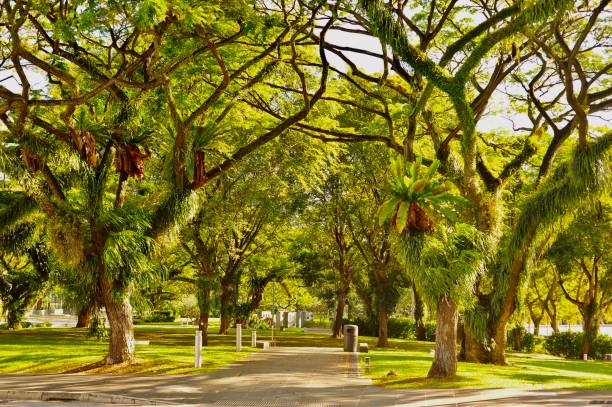 Rain Trees at Connaught Drive, Singapore