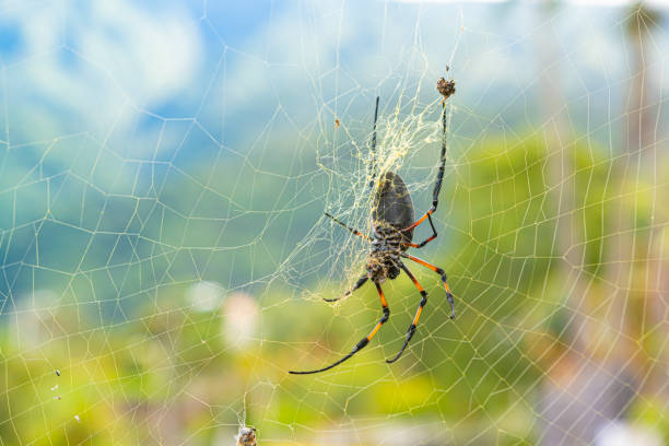 Golden orb spider in web