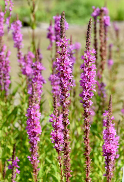 Blutweiderich, Lythrum salicaria Loosestrife, Lythrum salicaria is a wild medicinal plant with purple flowers. lythrum salicaria purple loosestrife stock pictures, royalty-free photos & images