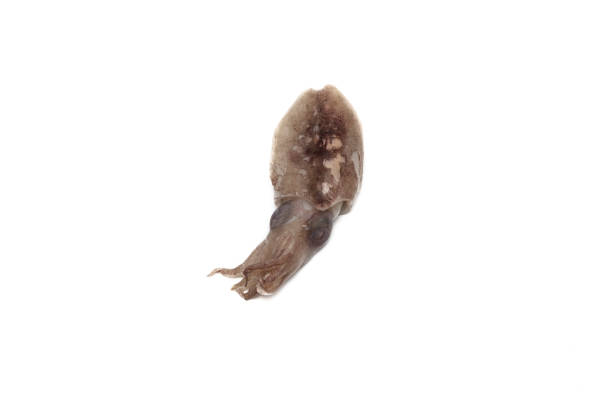 istock Raw baby squid on a white background 1372769283