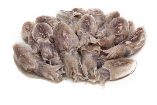 istock Raw baby squid on a white background 1372769322