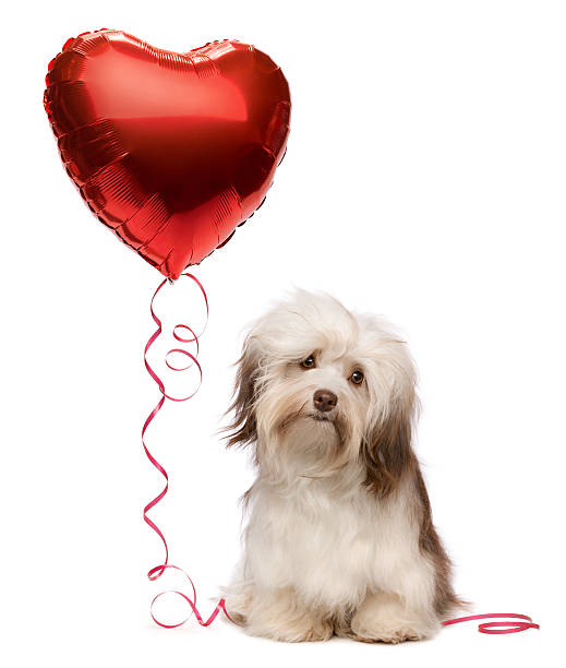istock Lover Valentine Havanese dog 137276970