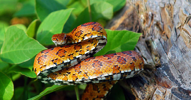 Eastern Corn Snake Small eastern corn snake ready to strike to defend itself. elaphe guttata guttata stock pictures, royalty-free photos & images