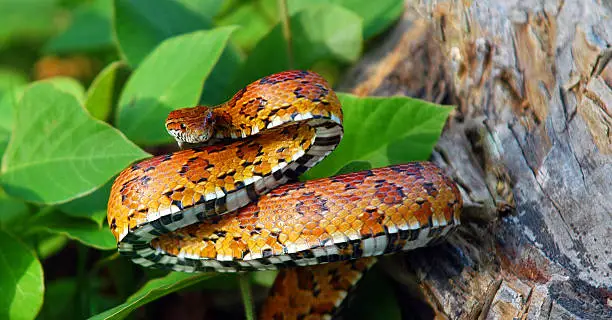 Small eastern corn snake ready to strike to defend itself.