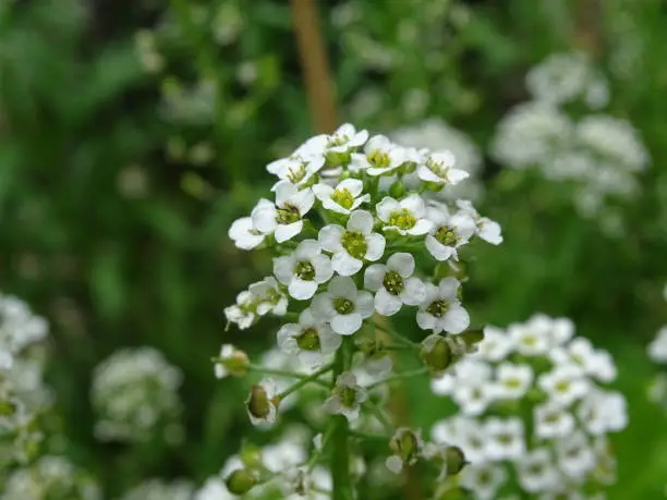 Photo of Close up of a white flowers of Alyssum (Lobularia maritima),