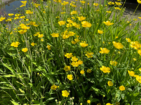 Tongue buttercup, Ranunculus lingua is an aquatic plant with yellow flowers.