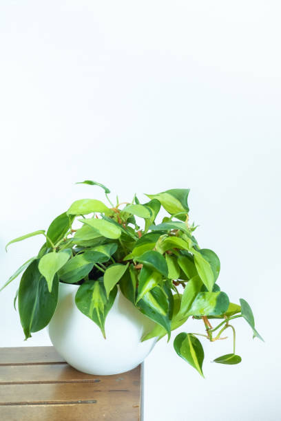 istock Philodendron Brasil is a trailing houseplant in the interior on a white background on a wooden table. Copy space 1372771133