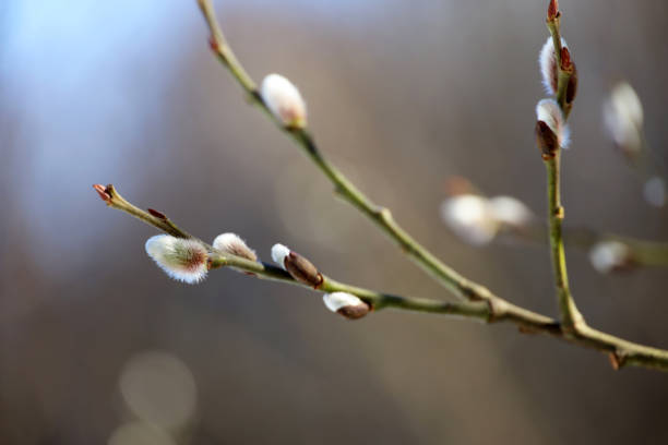 istock Pussy willow flowers on the branch 1372772639