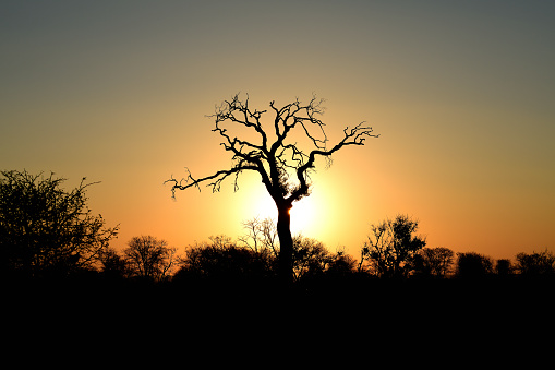 Silhouette of leopard in the wild at sunset. Copy space.
