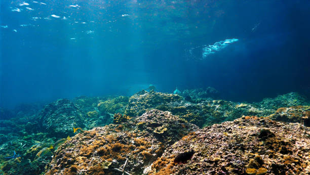 istock A couple of Blacktip Reef Sharks 1372773201