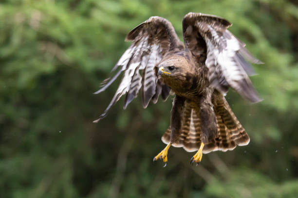 istock Buzzard, Buteo buteo. Bird of Prey 1372774322