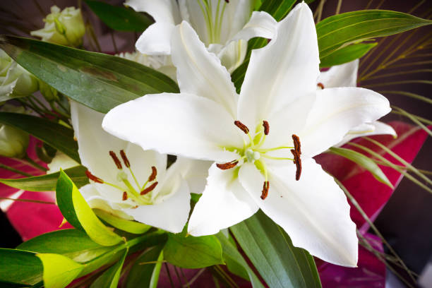 istock Beautiful white lily flower blossom macro close up 1372774336