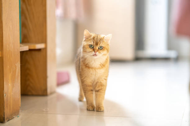istock An adorable British short-haired golden kitten 1372774372
