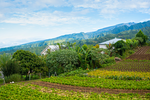 Reunion island typical village, with metallic roofs, palm trees, and fields qieh vegetables growing. \n\nVolcanic slopes in the horizon