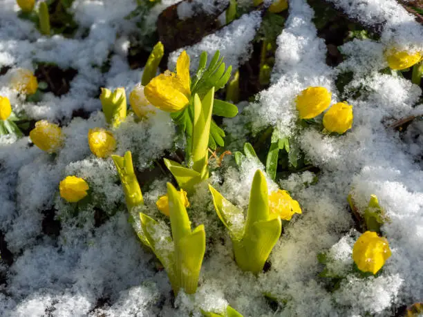 Winterlings with snow in the garden