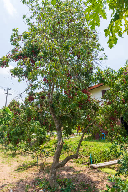 istock Lychees on the tree,Fresh Lychee Fruits 1372776499