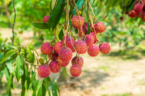 istock Lychees on the tree,Fresh Lychee Fruits 1372776505