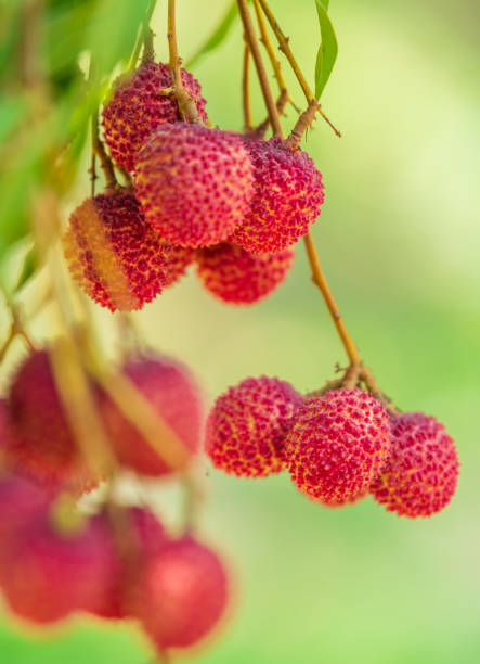 istock Lychees on the tree,Fresh Lychee Fruits 1372776593