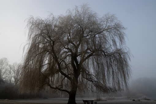 A weeping willow standing on a meadow is shone through by the autumn sun