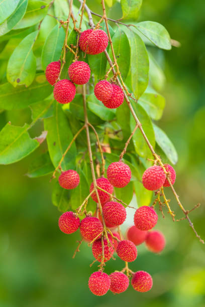 istock Lychees on the tree,Fresh Lychee Fruits 1372777181