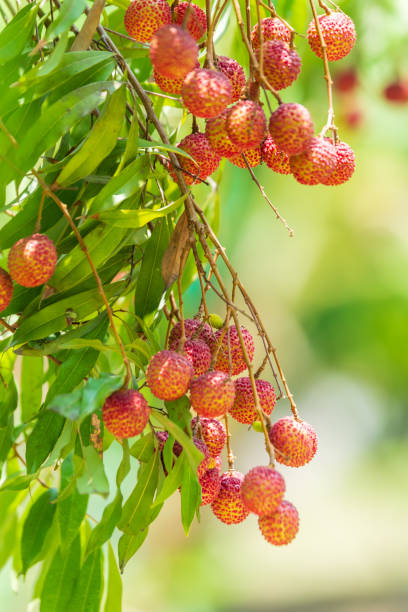 istock Lychees on the tree,Fresh Lychee Fruits 1372777233