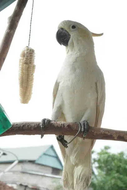 Photo of Yellow-crested cockatoo