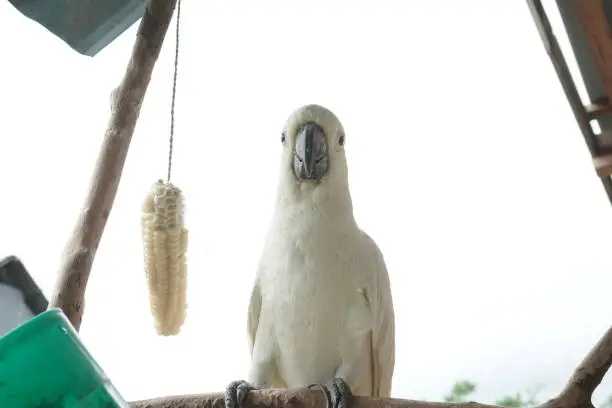 Photo of Yellow-crested cockatoo