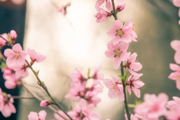 istock Beautiful cherry blossom sakura in spring time 1372779507