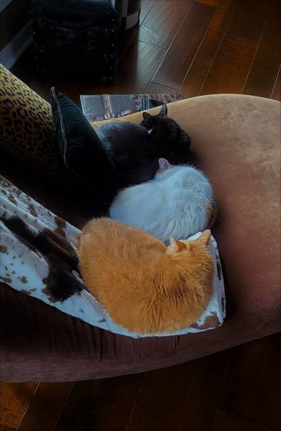 istock 3  Funny Stacked Cats Taking a Nap 1372781041