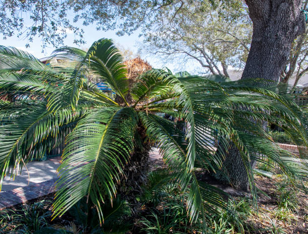 istock City Parks and dwellings 1372781395