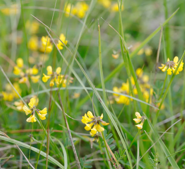 istock Horseshoe Vetch (Hippocrepis comosa) 1372782327