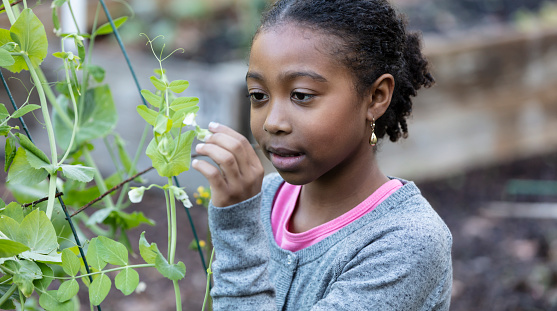 A 9 year old African-American girl at a community garden examining a flowering plant. She is gently touching a white blossom, looking at it with a serious expression.